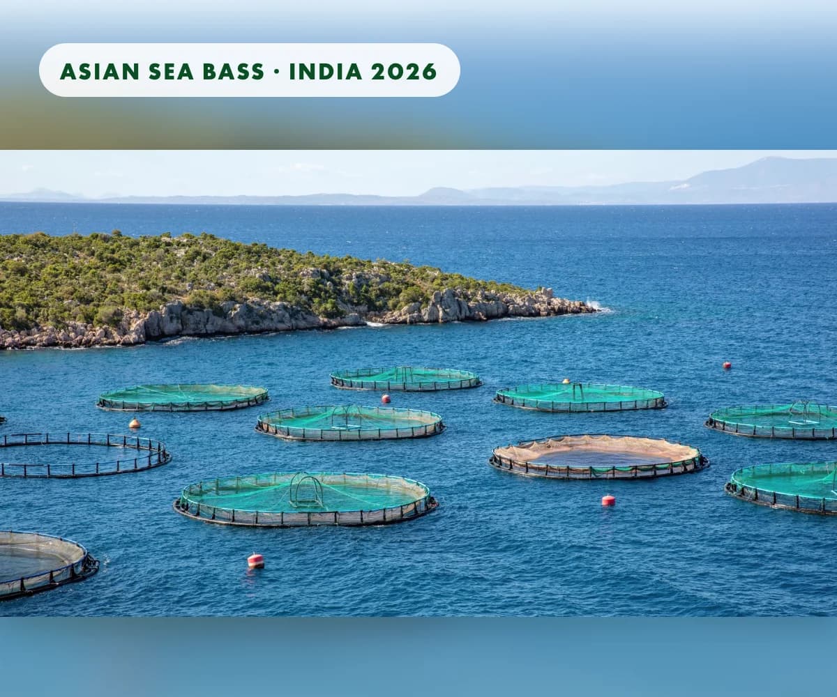 Asian sea bass farming in India: seed, feed, disease and the way forward