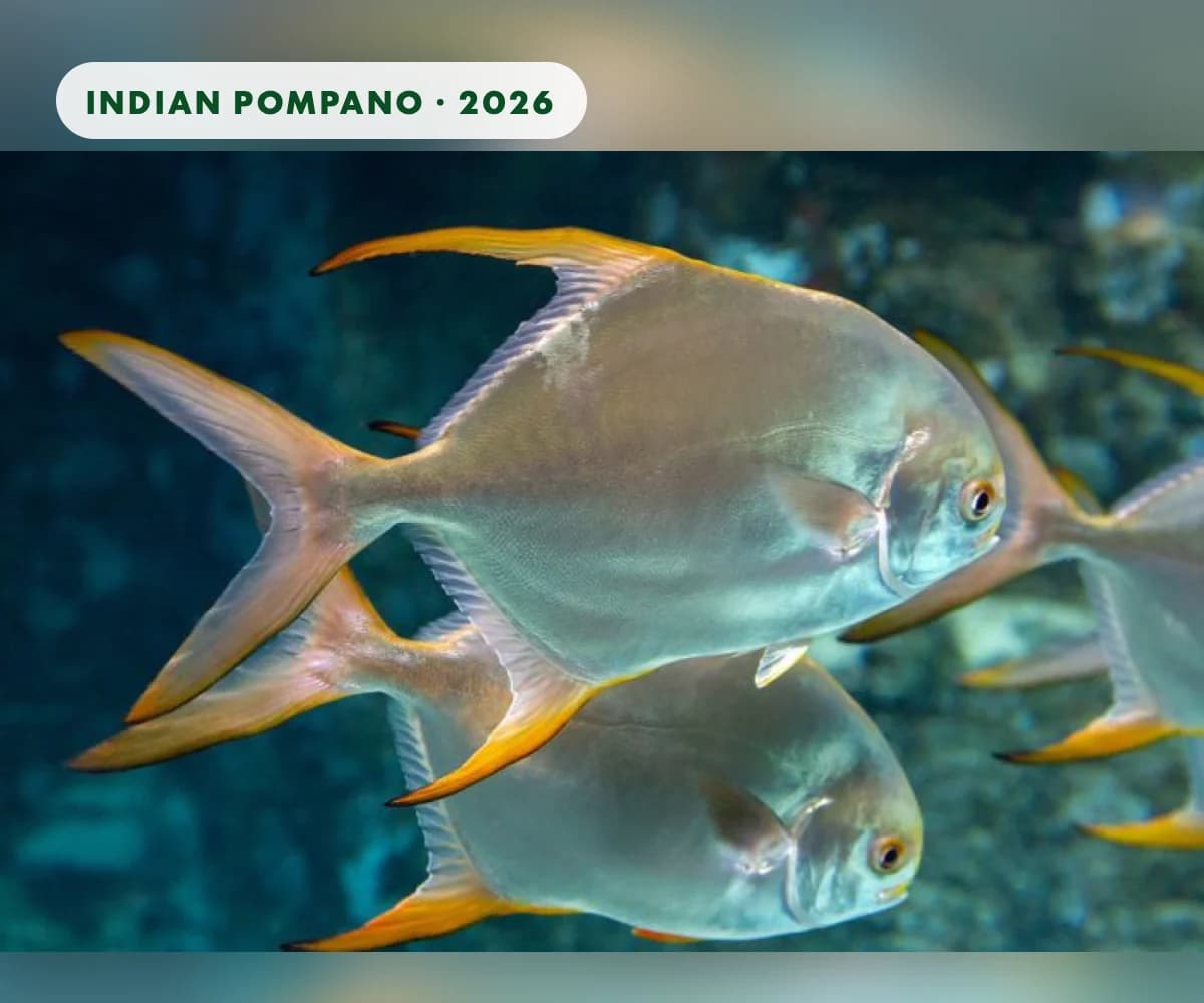 Farming Indian pompano: sea cages, coastal cages, ponds and shrimp rotation