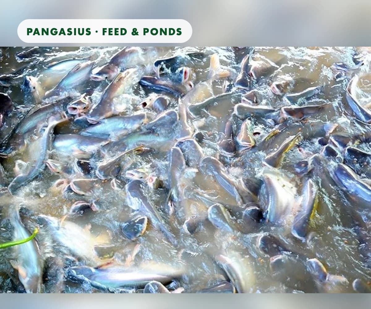 Pangasius grow-out: feed, nutrition and pond management from two international sources