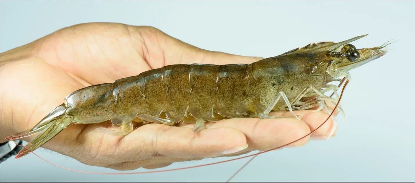 VITAMIN, NUTRIENTS AND HERBS COMMONLY USED IN SHRIMP FARMING