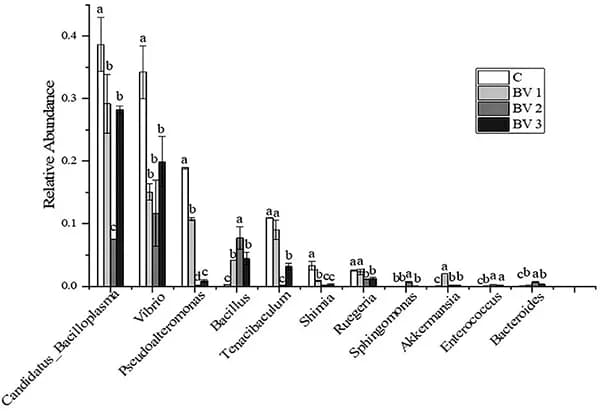 Benefits of Bacillus Venezensis supplementation in Pacific white shrimp feed