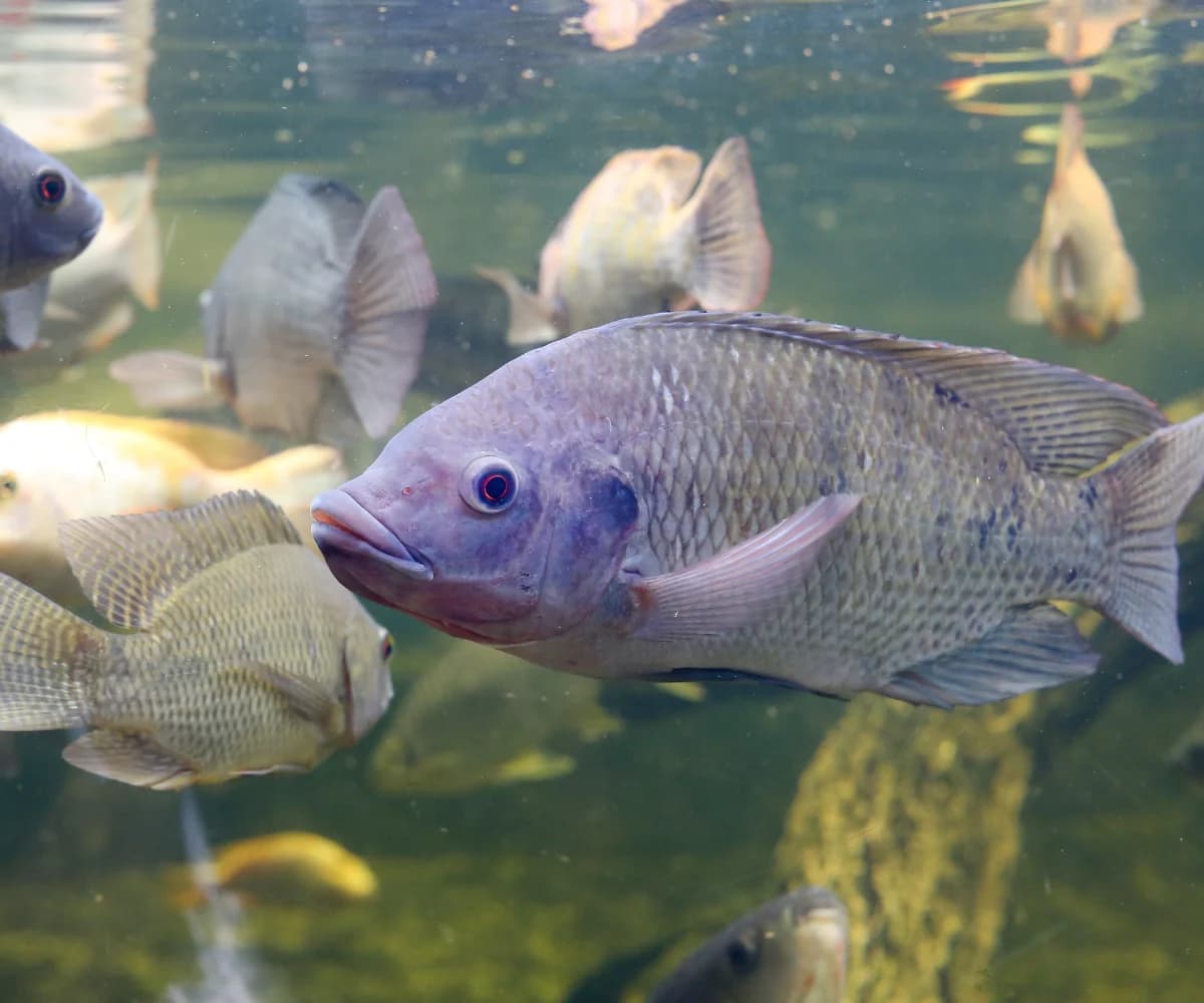 Lysine for GIFT tilapia: a 2.41% lysine feed lifted weight gain by a third, and the old 1.4% level may no longer be enough