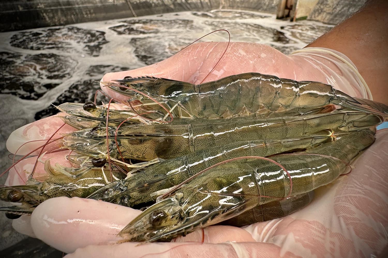 Shrimp sounds and AI in precision feeding management