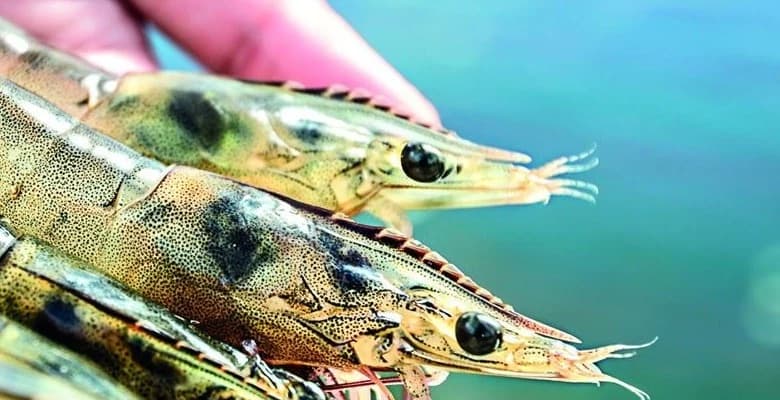 LALSEA BIOREM field trial in the Mekong Delta, 2025: shrimp 5 g heavier and FCR down to 1.20 despite EHP