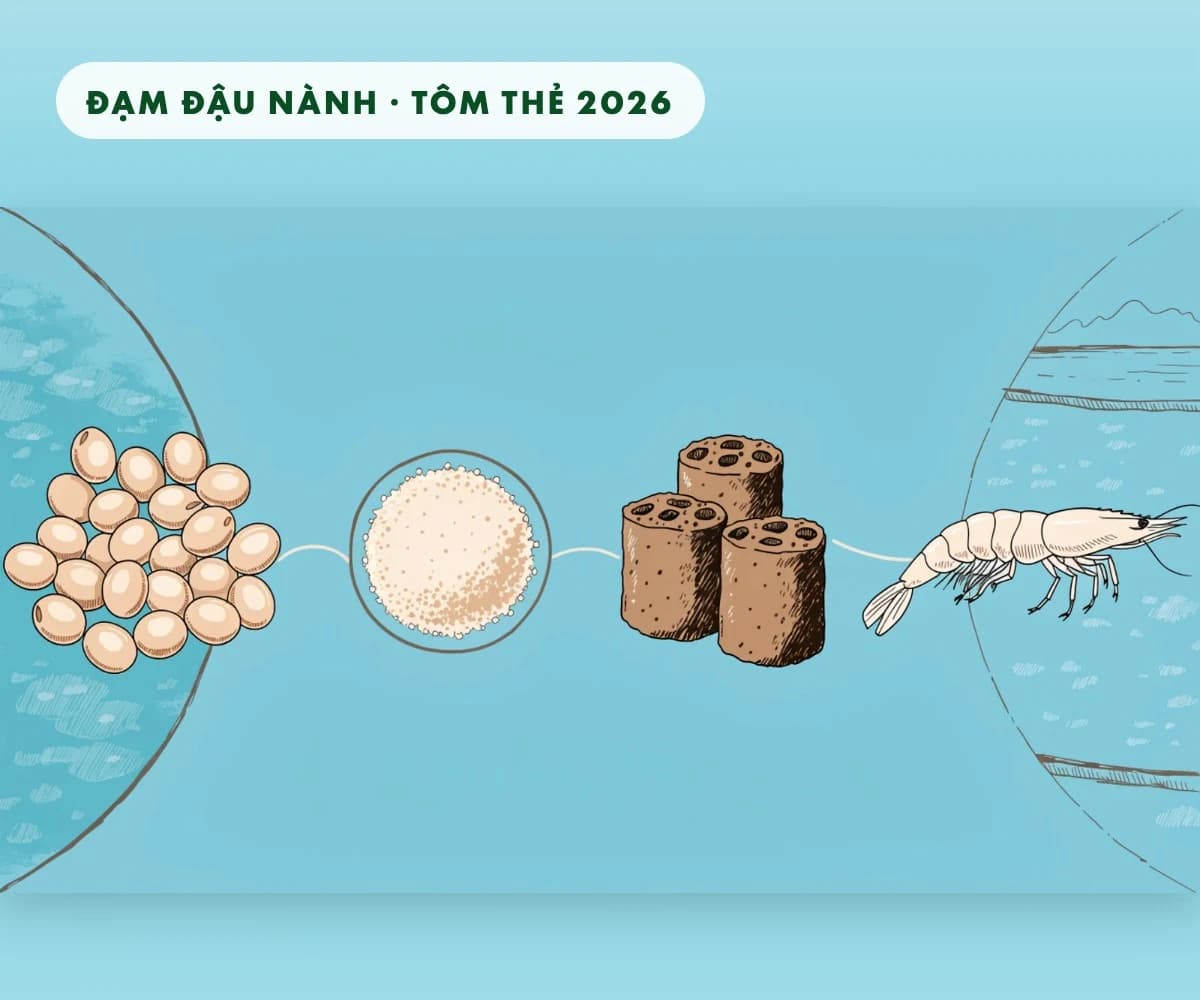 Soybean protein in whiteleg shrimp feed: growth and gut microbiota in a 2026 study
