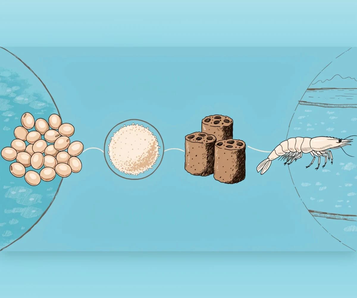 Soybean protein in whiteleg shrimp feed: growth and gut microbiota in a 2026 study