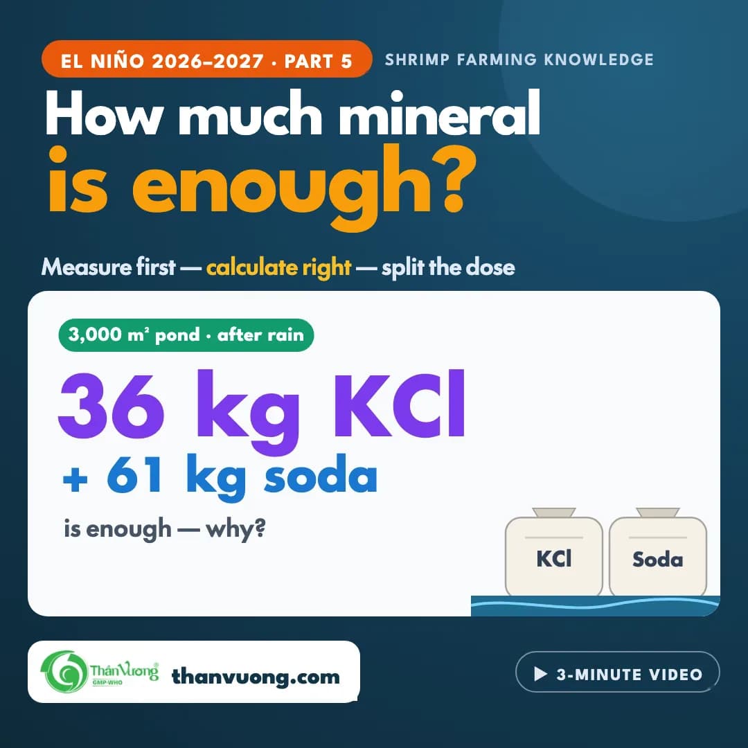 El Niño 2026–2027: How Much Mineral Is Enough? (Part 5)