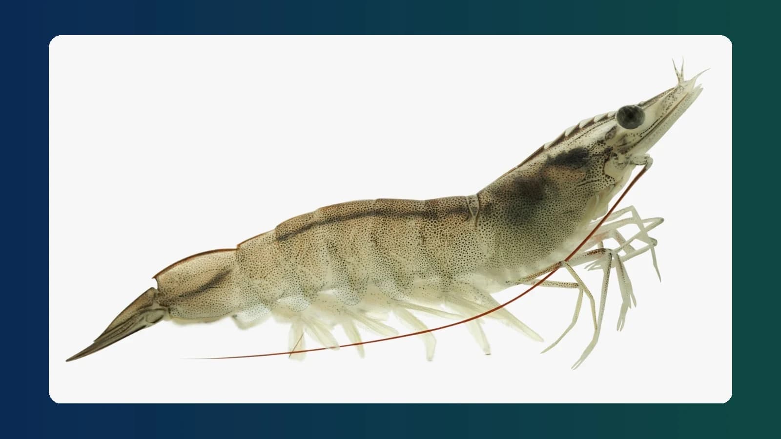 Fermented feed for whiteleg shrimp: survival up from 65% to 88% in 56 days; slower growth, which the authors link to poor water stability