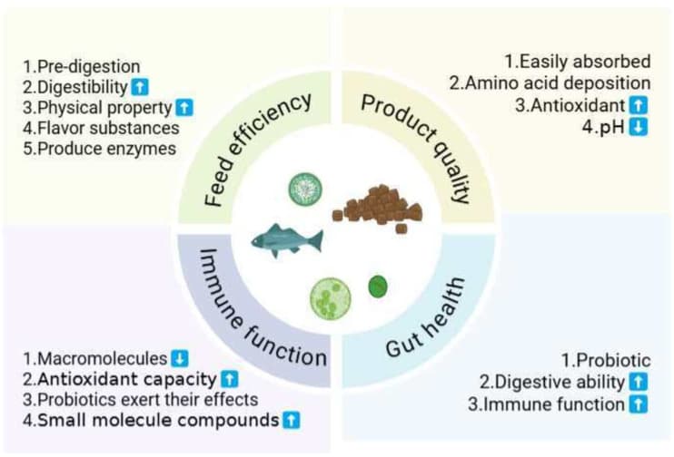 Fermented feed in aquaculture: what a 2026 review says and what is still missing, especially for shrimp