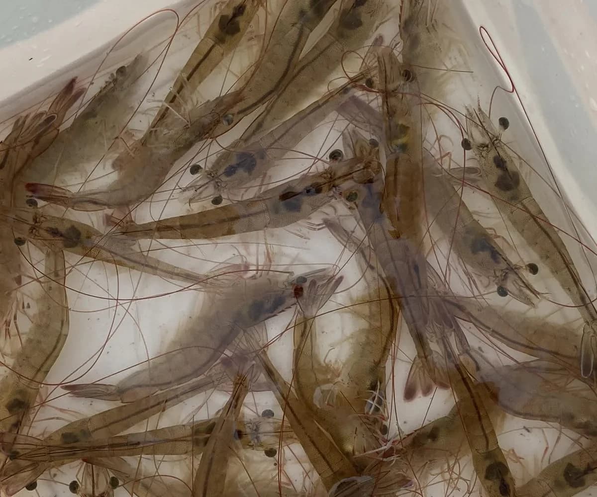 Tributyrin for whiteleg shrimp: faster growth and stronger immunity, but no survival gain in an AHPND challenge