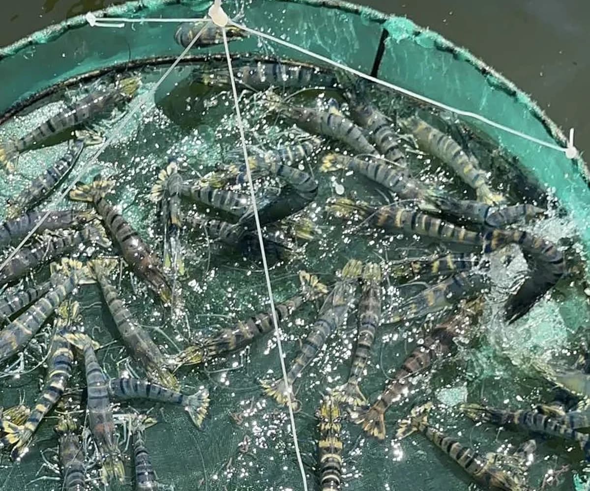 Four butyrate forms for black tiger shrimp: tributyrin and PHB worked best, gut Vibrio fell and nitrite tolerance rose