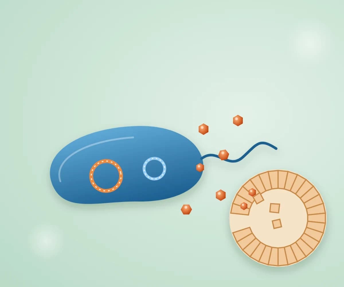The Vibrio toxins behind EMS and TPD: the bacteria kill shrimp only when they carry the PirAB or VHVP-2 toxin genes