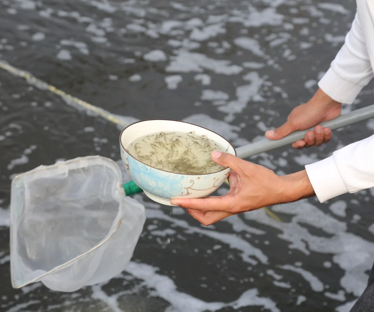 Arginine for whiteleg shrimp post-larvae: 2.51–2.85% of the diet lifted weight gain by almost 40% in 25 days