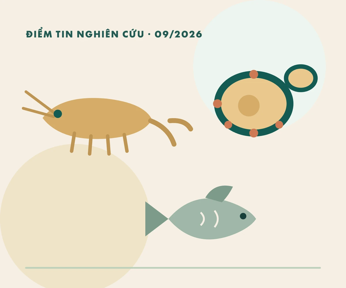 Editorial illustration of shrimp larvae, a yeast cell and tilapia