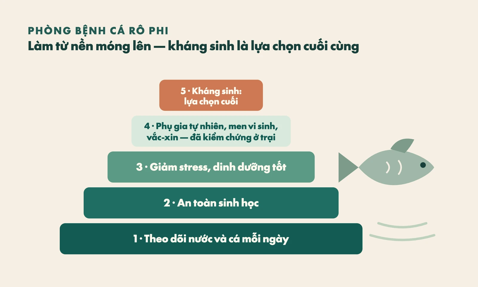 Bậc thang phòng bệnh cá rô phi từ theo dõi nước và cá, an toàn sinh học, giảm stress, phụ gia tự nhiên đến kháng sinh là lựa chọn cuối