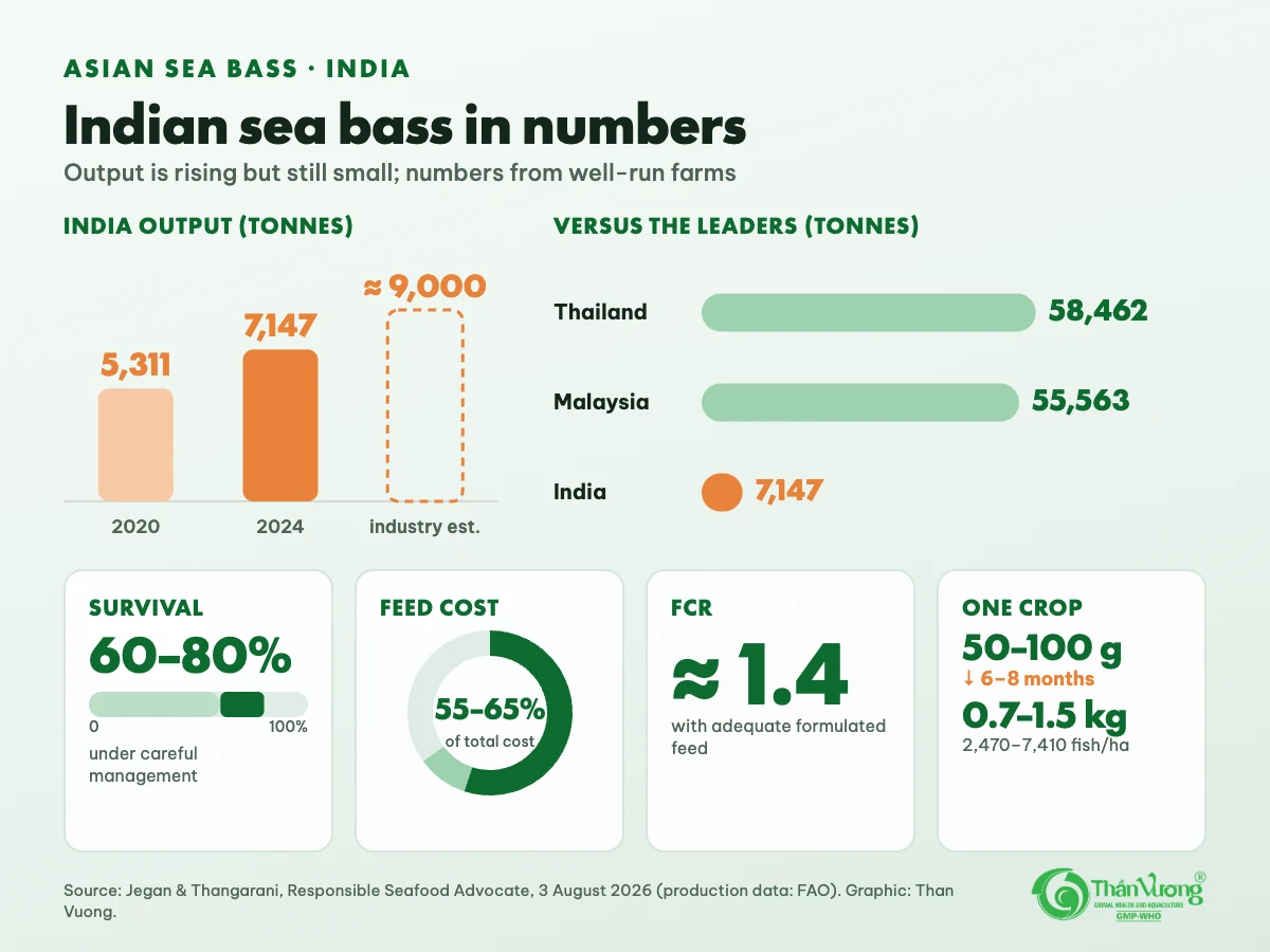Chart: India's sea bass output was 5,311 t in 2020 and 7,147 t in 2024, with an industry estimate near 9,000 t; Thailand 58,462 t and Malaysia 55,563 t; survival 60–80%; feed 55–65% of costs; FCR about 1.4; a 6–8 month crop from 50–100 g fingerlings to 0.7–1.5 kg fish