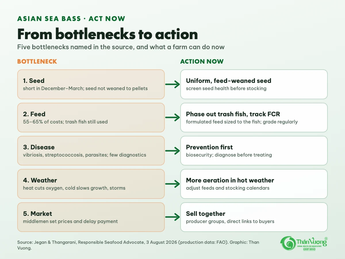 Diagram of five bottlenecks and actions: seed — uniform, feed-weaned seed; feed — phase out trash fish and track FCR; disease — prevention first; weather — more aeration in hot weather; market — sell together