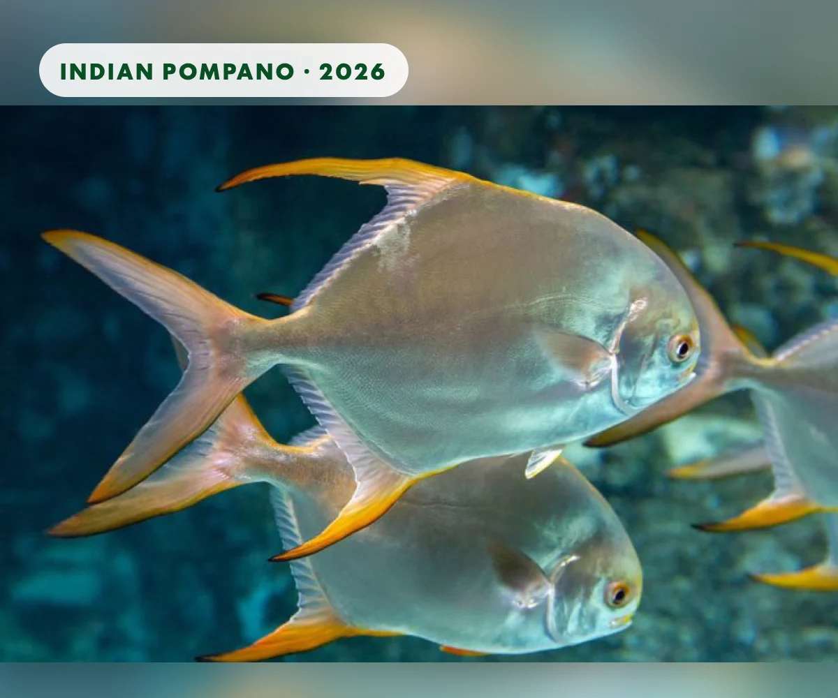 Farming Indian pompano: sea cages, coastal cages, ponds and shrimp rotation