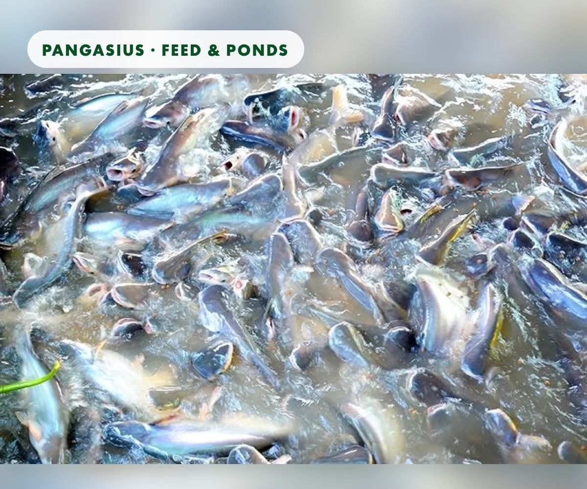 Pangasius grow-out: feed, nutrition and pond management from two international sources
