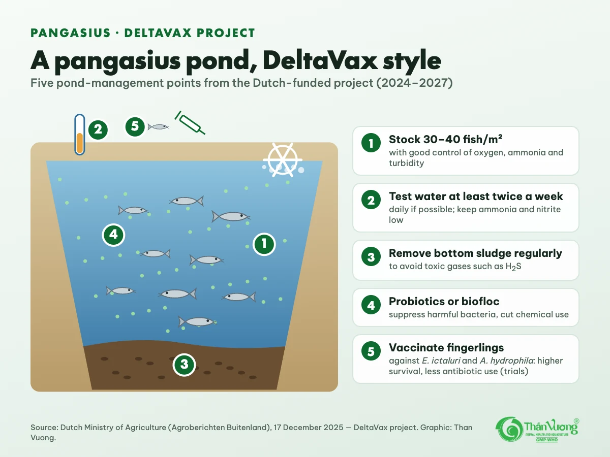 Cross-section of a pangasius pond with five points: 30–40 fish per square metre; water tests at least twice a week; regular sludge removal; probiotics or biofloc; vaccination of fingerlings