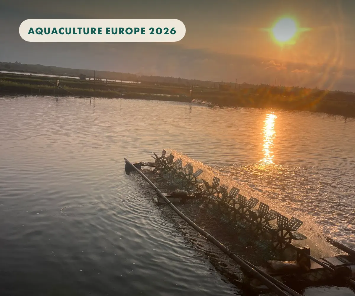 A harsh sun over a shrimp pond with a line of paddlewheel aerators
