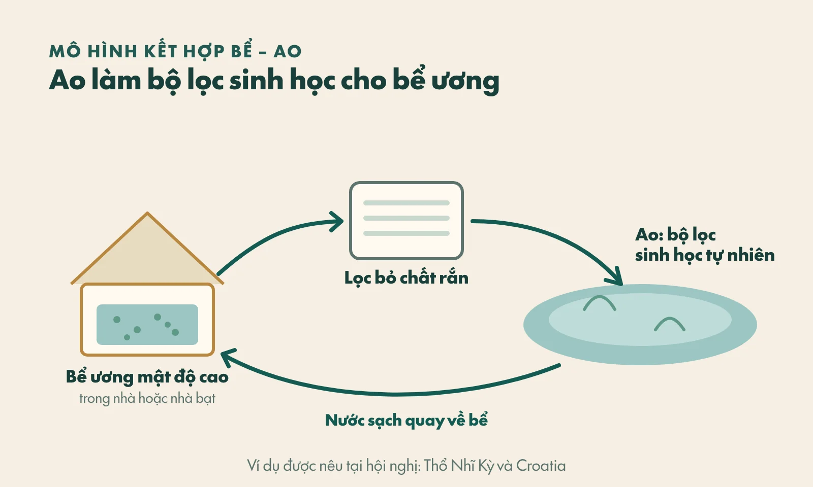 Sơ đồ mô hình kết hợp: bể ương mật độ cao, lọc bỏ chất rắn, ao làm bộ lọc sinh học tự nhiên, nước sạch quay về bể