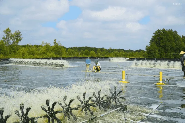 RISKS OF OVER-INTENSIFICATION IN SHRIMP FARMING