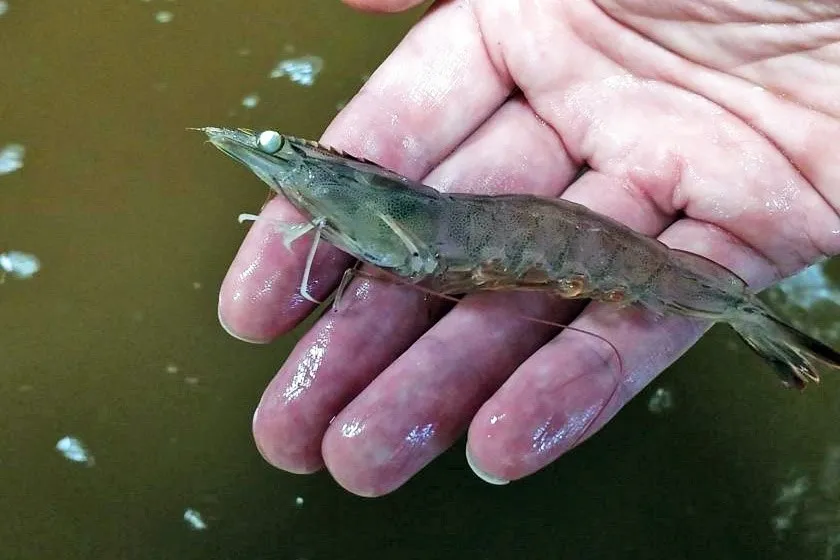 Factors reducing the risk of white spot disease infection in farmed shrimp