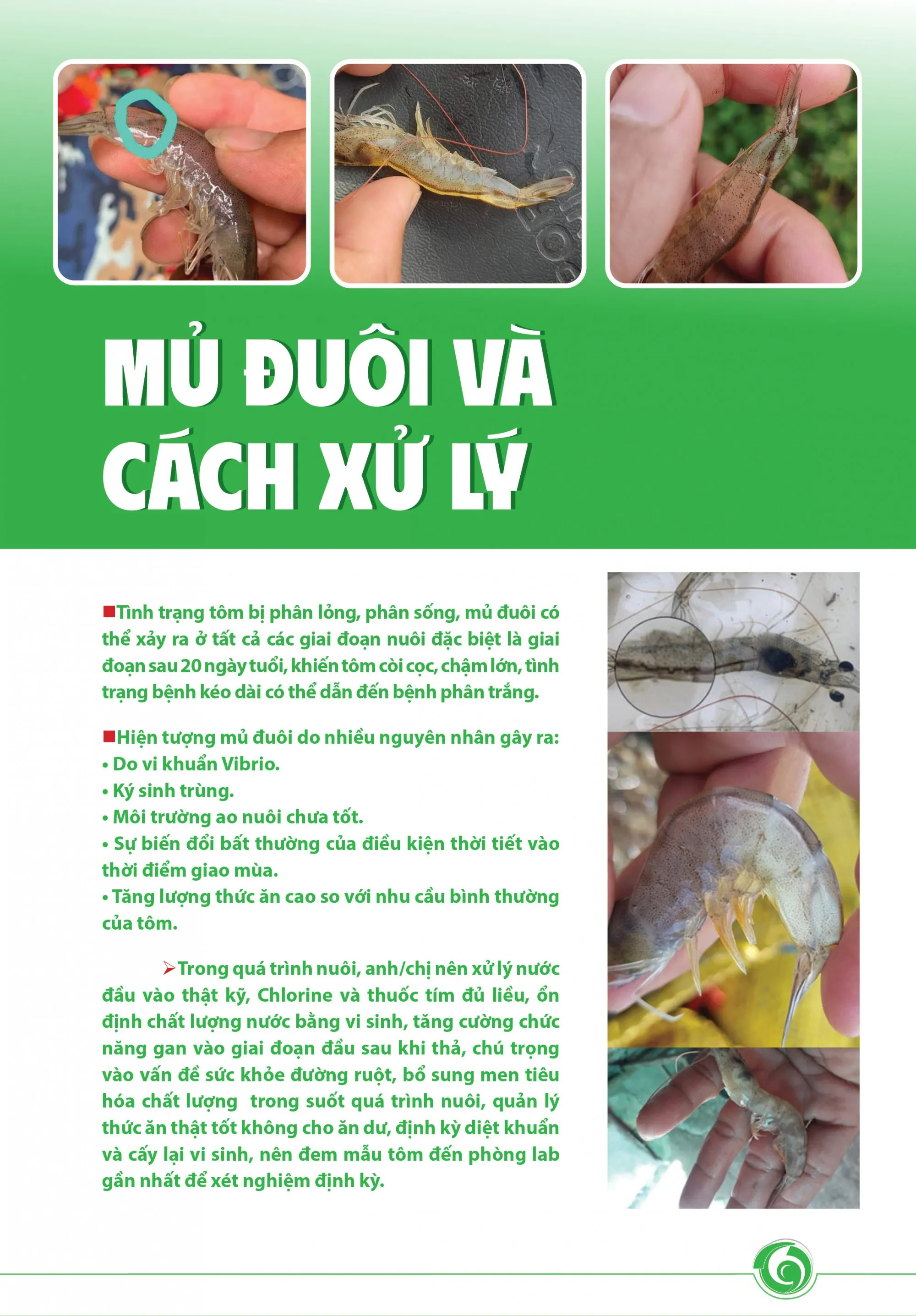 TAIL ROT AND TREATMENT METHODS