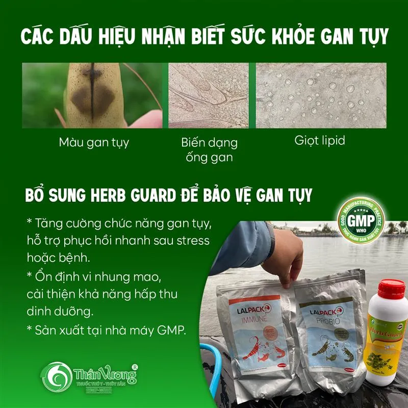 EARLY SIGNS OF HEPATOPANCREATIC DYSFUNCTION IN SHRIMP