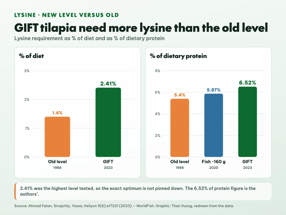 Comparison of tilapia lysine requirements: the old level of 1.4% of the diet, or 5.4% of protein (1988); 5.87% of protein for fish of about 160 g (2020); GIFT at 2.41% of the diet, about 6.5% of protein (2023)