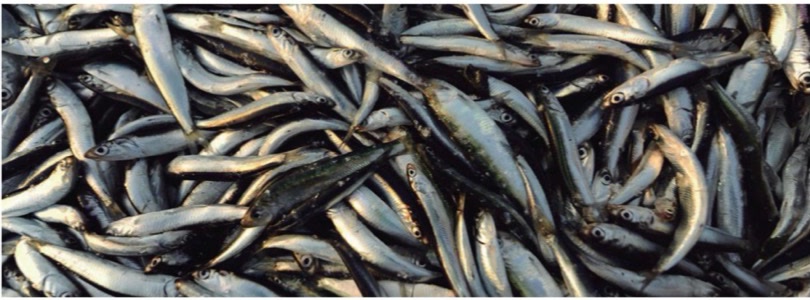 Peruvian anchovy, a key fishmeal raw material