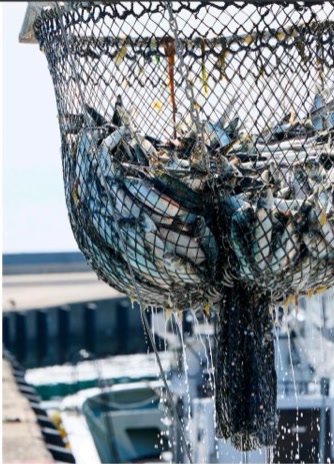 Anchovy catch and marine ingredient supply