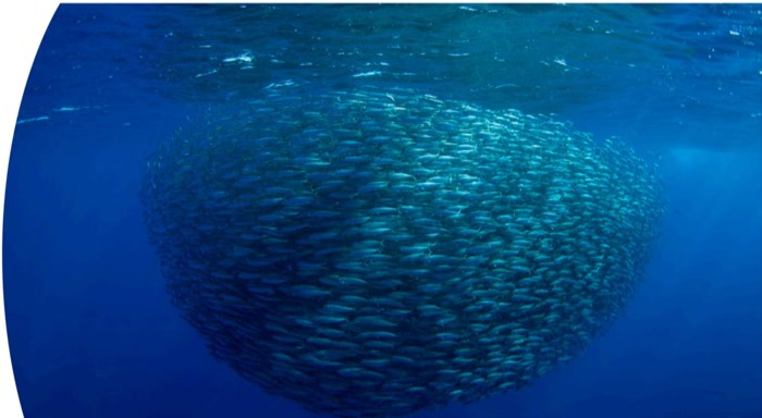 Anchovy school off Peru