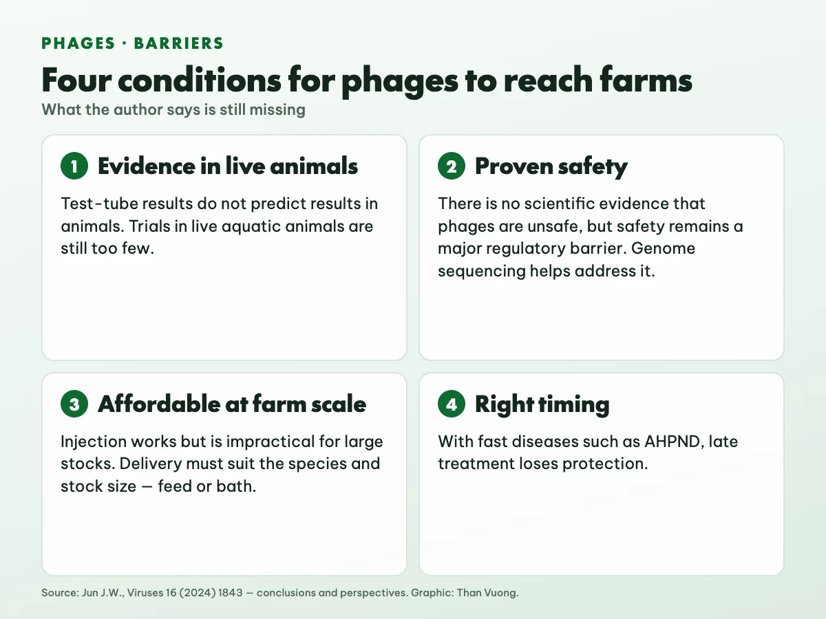 Four conditions for phages to reach farms: evidence in live animals; safety proven to regulators through genome sequencing; affordable delivery at farm scale by feed or bath; the right timing for fast diseases such as AHPND