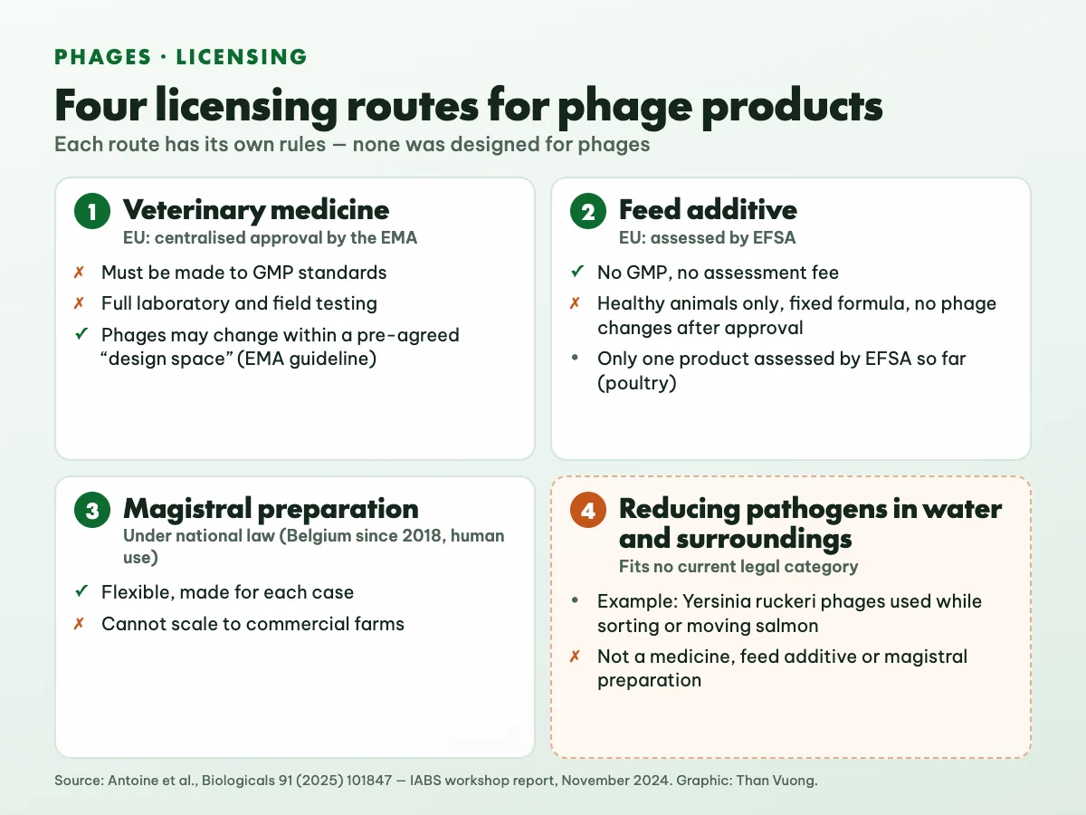 Diagram of four licensing routes for bacteriophage products: veterinary medicine with centralised EMA approval and mandatory GMP; feed additive assessed by EFSA, no GMP but a fixed formula; magistral preparation under national law, not scalable to farms; phages used to reduce pathogens in water fit no category