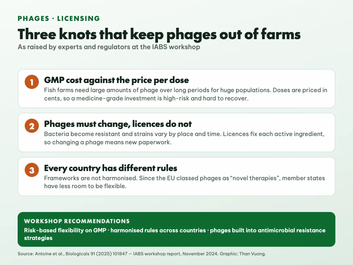 Three knots that keep phages out of aquaculture: GMP cost against doses priced in cents; phages must change as bacteria resist while licences stay fixed; every country has different rules. The workshop recommends risk-based GMP flexibility, harmonised rules and phages in antimicrobial resistance strategies