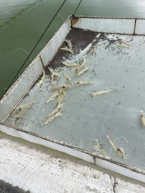 Shrimp on a feeding tray — checking hepatopancreas and gut
