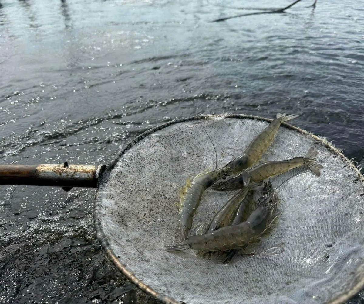 Vitamin E for whiteleg shrimp: about 72 mg/kg of feed for faster growth and better disease resistance in trials
