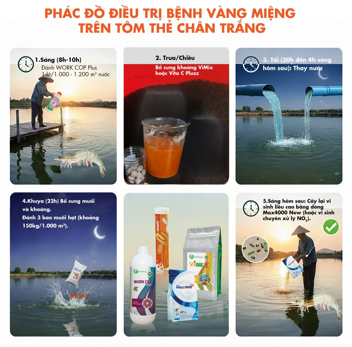 Yellow Mouth Disease treatment protocol — 2026 update