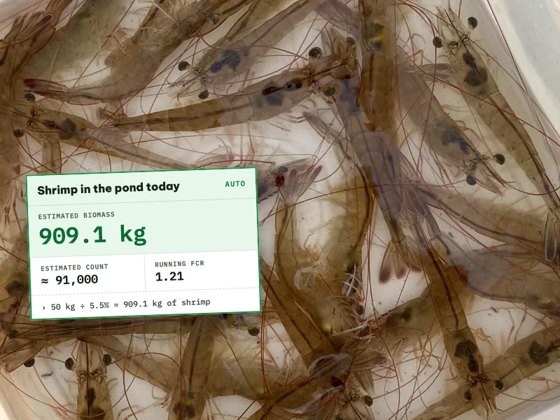 Live 80-day-old whiteleg shrimp in a basin and the estimator's biomass result
