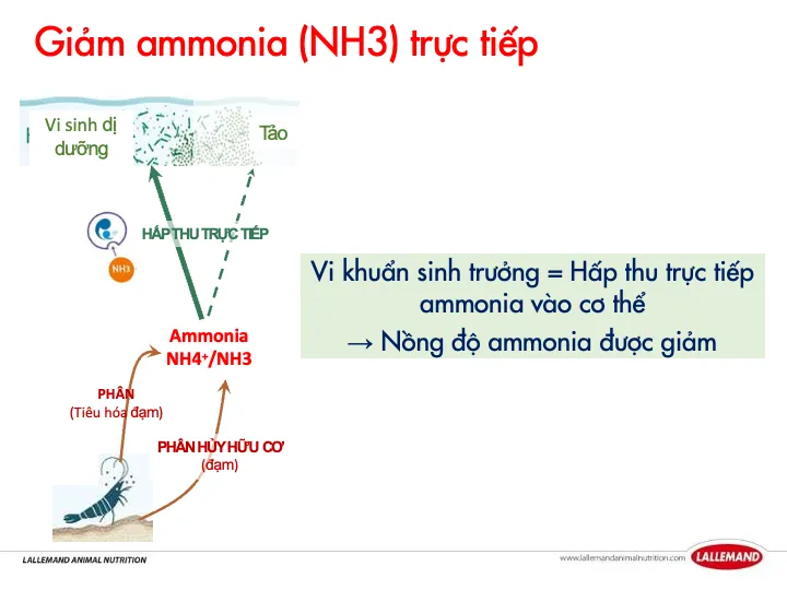 Strong enzymes