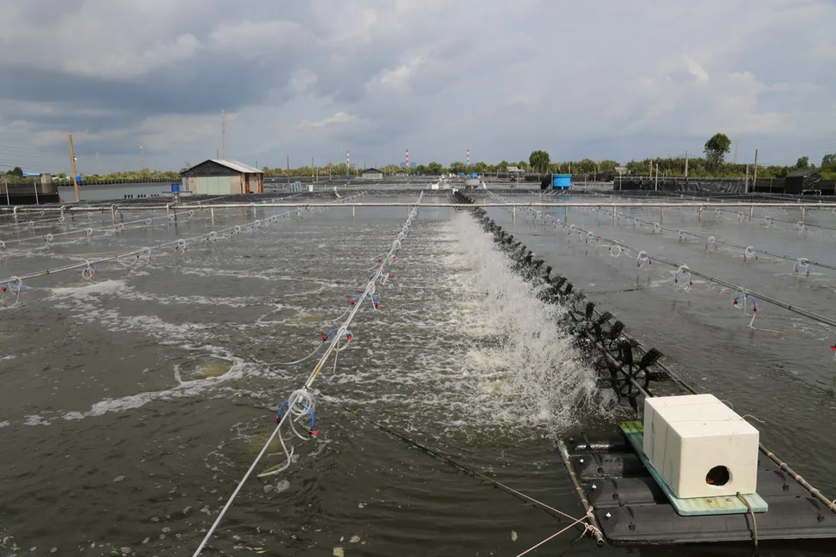 Real shrimp pond with paddlewheel aerators — farm on Than Vuong protocol