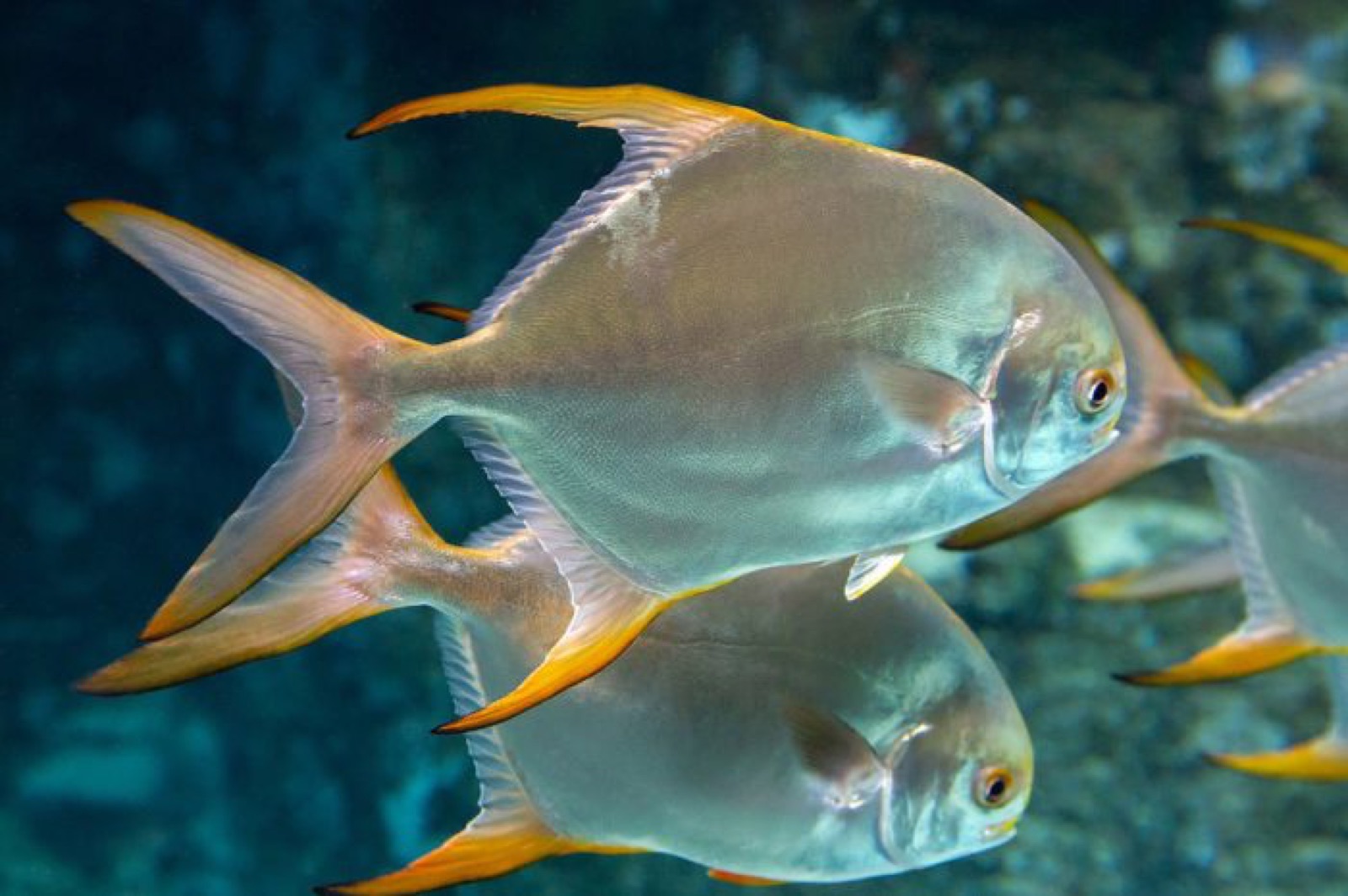 A school of golden pompano swimming in water