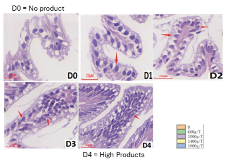 Gut fold histology of whiteleg shrimp in groups D0 to D4 on day 56
