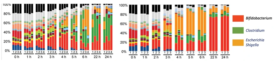 Stacked bar charts: share of bacterial genera from 0 to 24 hours; in the right chart, Bifidobacterium (red) fills almost the whole bar after 22–24 hours