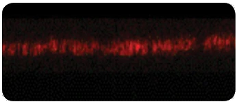 Microscope image of control gut lining: continuous red band