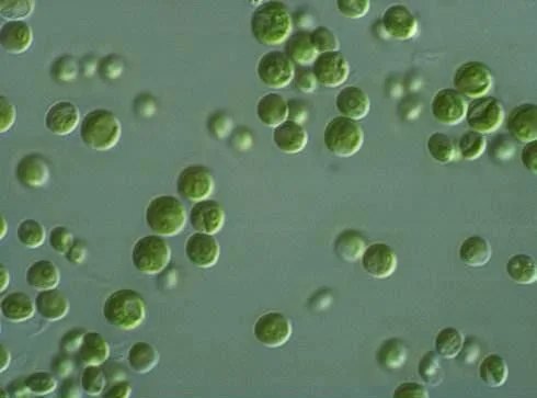 After · green algae (Chlorella)