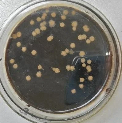 FYTO FLOC base — Dense microbial colonies — a usable microbial nutrient source