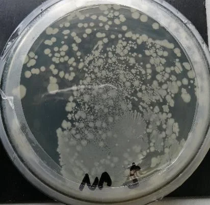 Standard nutrient agar — Lab positive control